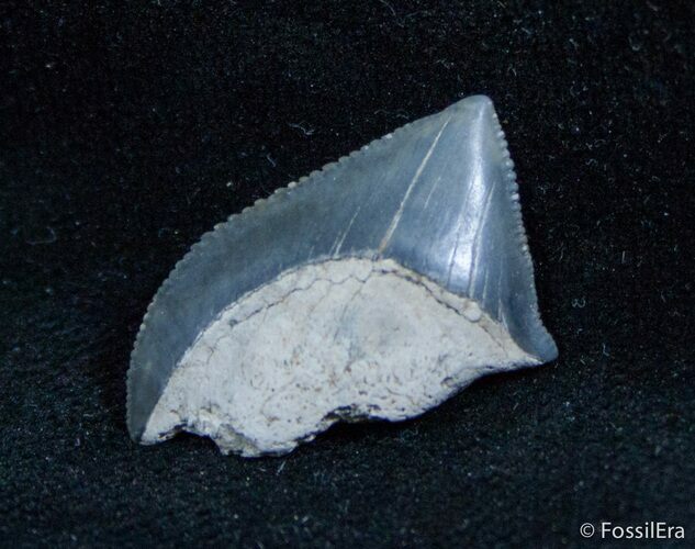 Fossil Squalicorax Tooth - North Carolina #1431